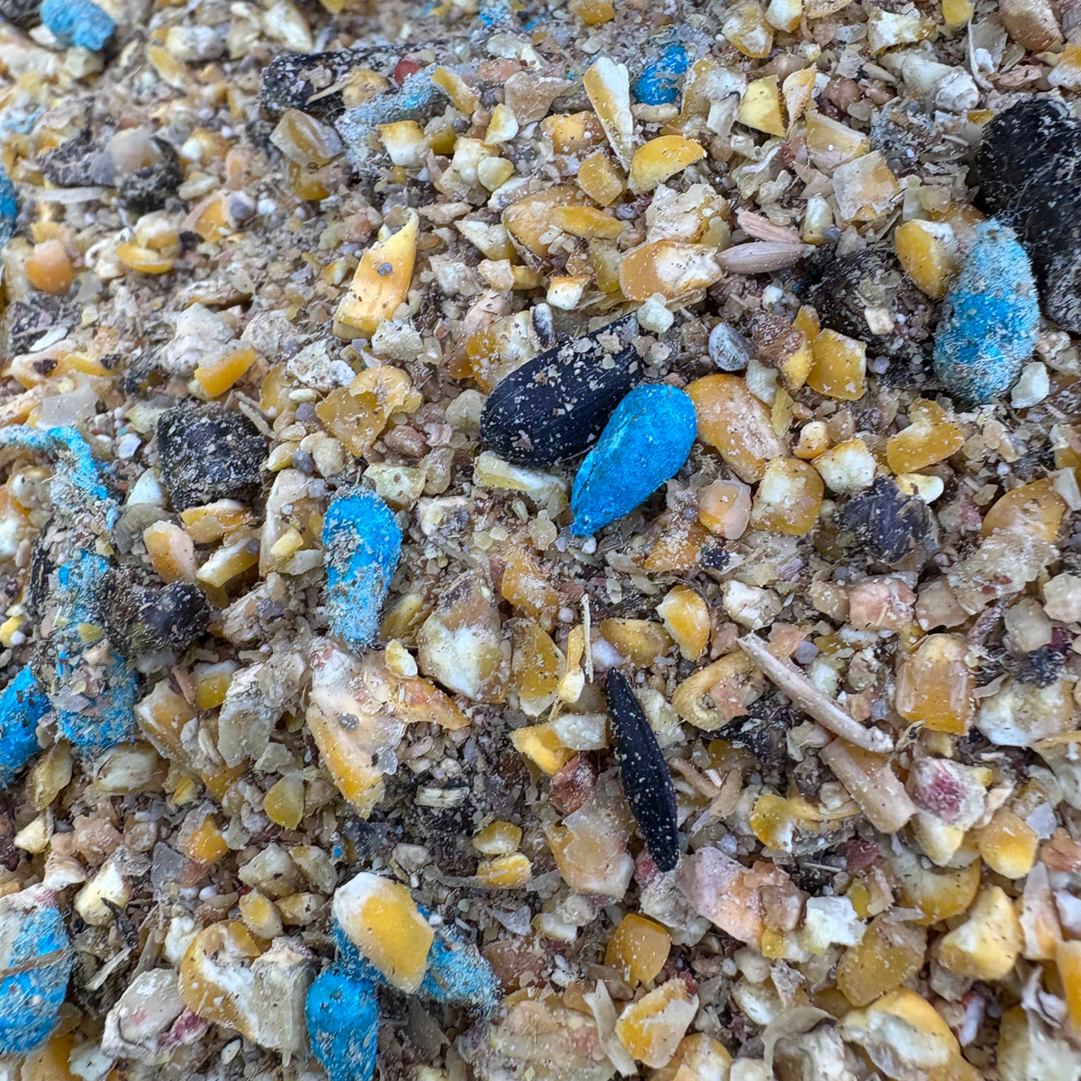 20lb Blue Raspberry Sugar Coated Cotton Seed 3.5 gallon Bucket